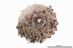 File:Aspidodiadema africanum - ECH-000086 hab-ven.tif (Category:Echinodermata in the Natural History Museum of Denmark)