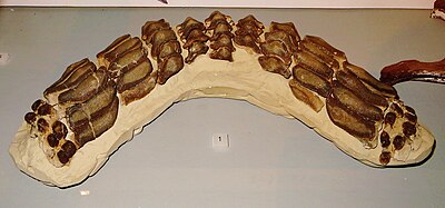 Asteracanthus ornatissimus teeth Tubingen.JPG