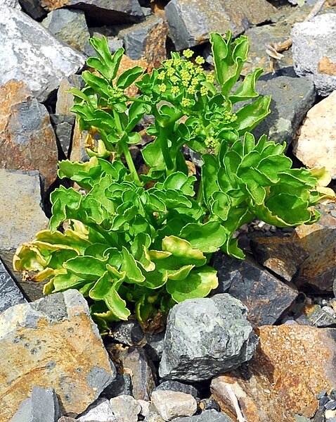 File:Astydamia latifolia La Gomera.jpg