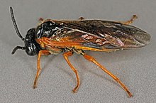 Athalia scutellariae, Dinlle saltmarsh, Shimoliy Uels, iyul 2015 yil 4 - Flickr - janetgraham84.jpg