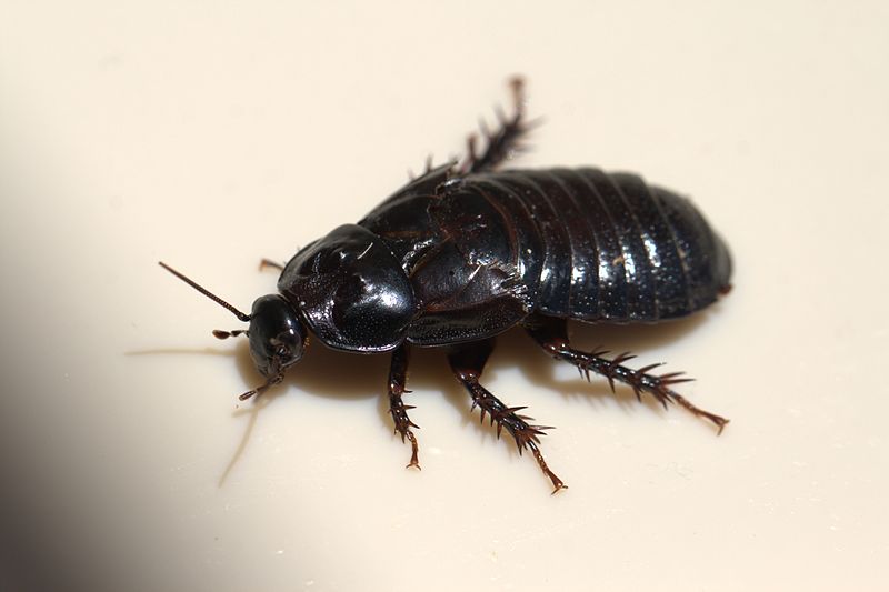 File:Australian Wood Cockroach 09.jpg