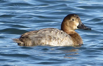 Female