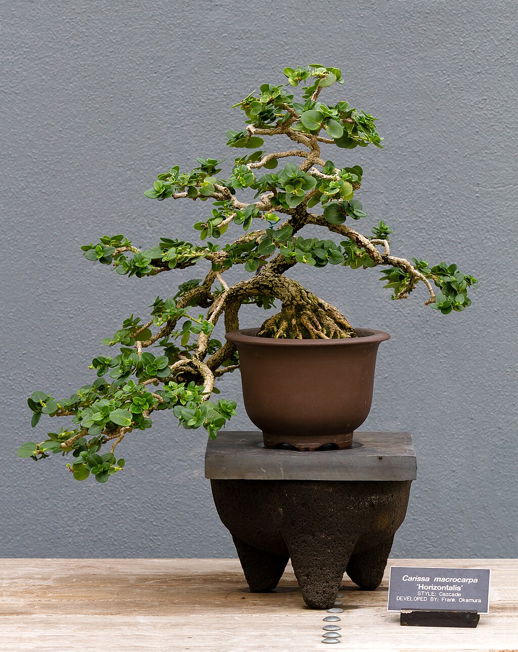 Bonsai cultivation and care - Wikipedia