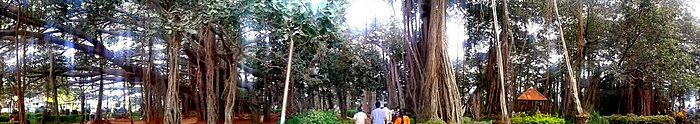 Big banyan tree is 400 years old and has a span of 3 acres BIG banyan tree.jpg