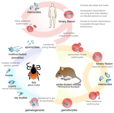 Babesia lifecycle Babesia life cycle human en.svg