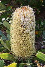 Miniatura per Banksia serrata