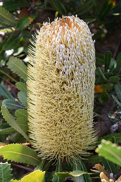 File:Banksia serrata Henry Hd email.jpg