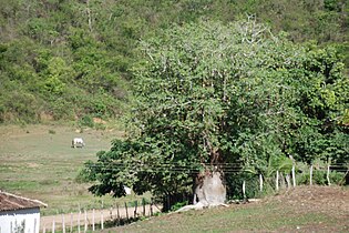 Baobá in Poço Comprido, Vicência, Brasil.