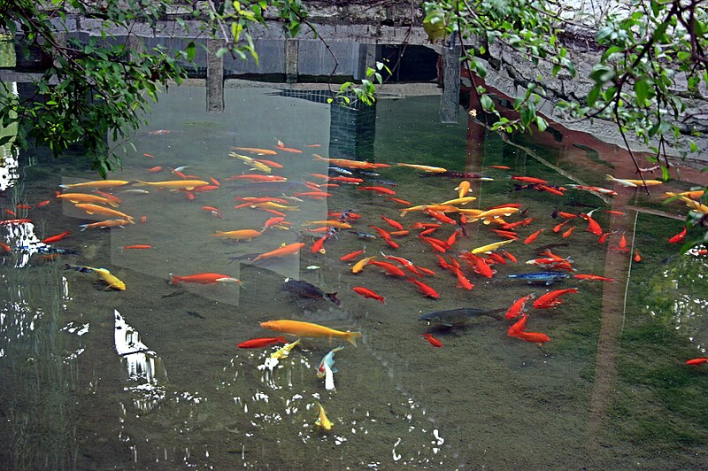 File:Baotuspring goldfish 2008 09 14.jpg