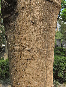 Close up of bark Bark of Delonix regia2.jpg