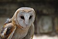 Barn Owl at Busch Gardens