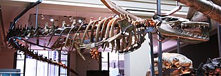 <i>Basilosaurus</i> Prehistoric cetacean genus from the Late Eocene epoch