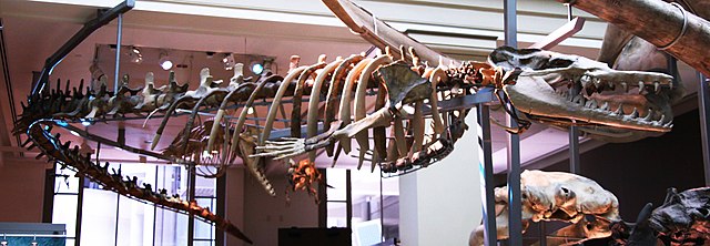 Basilosaurus skeleton