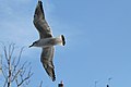 Français : Mouette rieuse en vol au-dessus du basson des Morts (canal Saint-Martin).