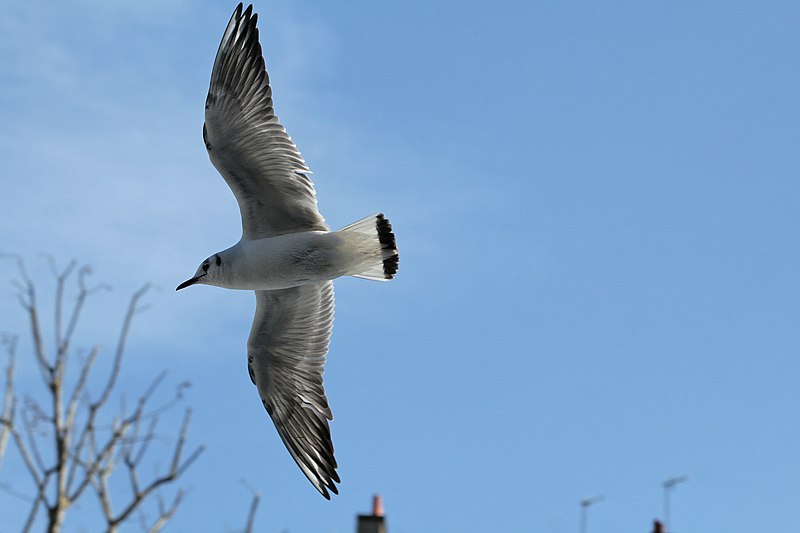 File:Bassin des Morts gelé, 2012-02-11, mouette rieuse 16.jpg