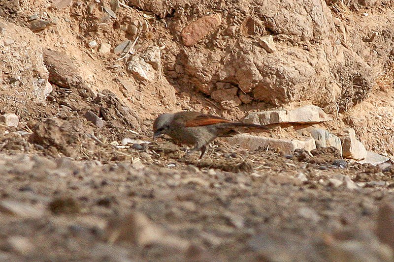 File:Baywing (Agelaioides badius) (8077606656).jpg