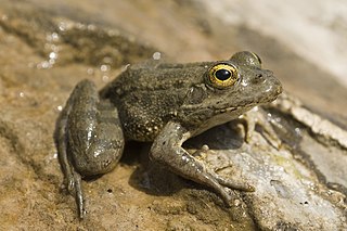 <span class="mw-page-title-main">Karpathos frog</span> Species of amphibian