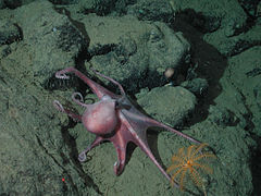 Un poulpe (Bentoctopus sp.) un crinoïde et une actinie au mont sous-marin de Davidson (-2422 m)