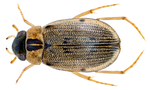 Thumbnail for Berosus pulchellus