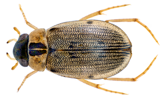 <i>Berosus pulchellus</i> Species of beetle