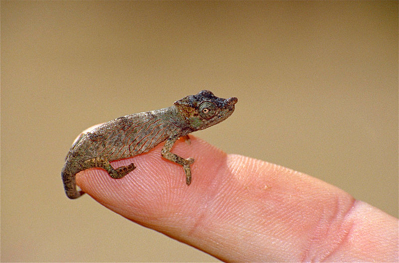 File:Big-nosed Chameleon (Calumma nasuta) (10314213113).jpg