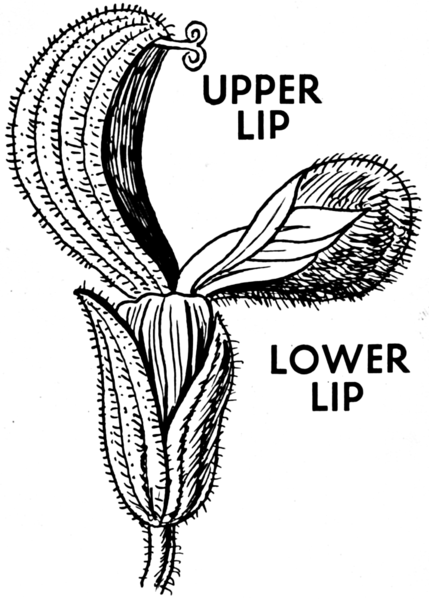 File:Bilabiate (PSF).png