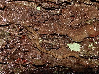 <i>Bipalium pennsylvanicum</i> Species of flatworm