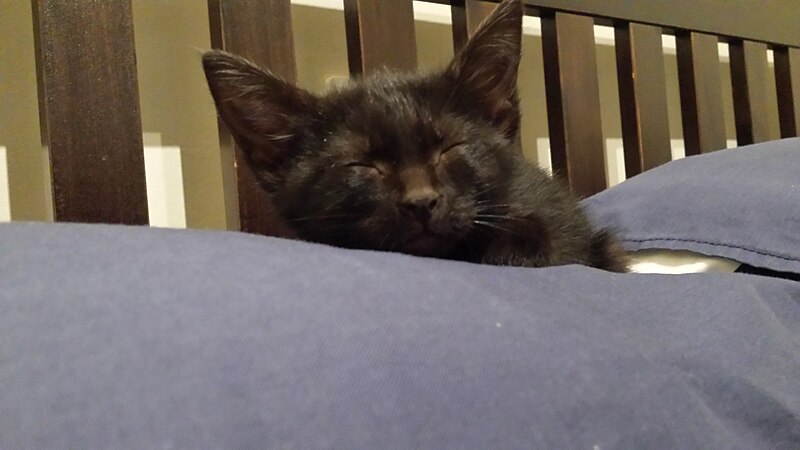 File:Black Cat laying down on a pillow (Part 2).jpg