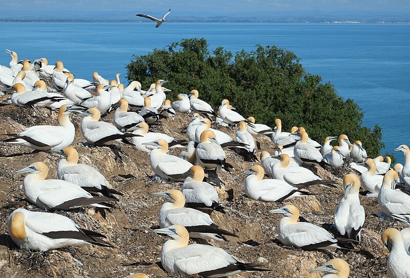 File:Black Reef gannet colony.jpg