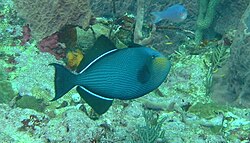 Black Trigger Fish seem quite timid on this reef, perhaps because they are popular eating locally.