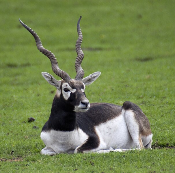 File:Blackbuck 2.jpg