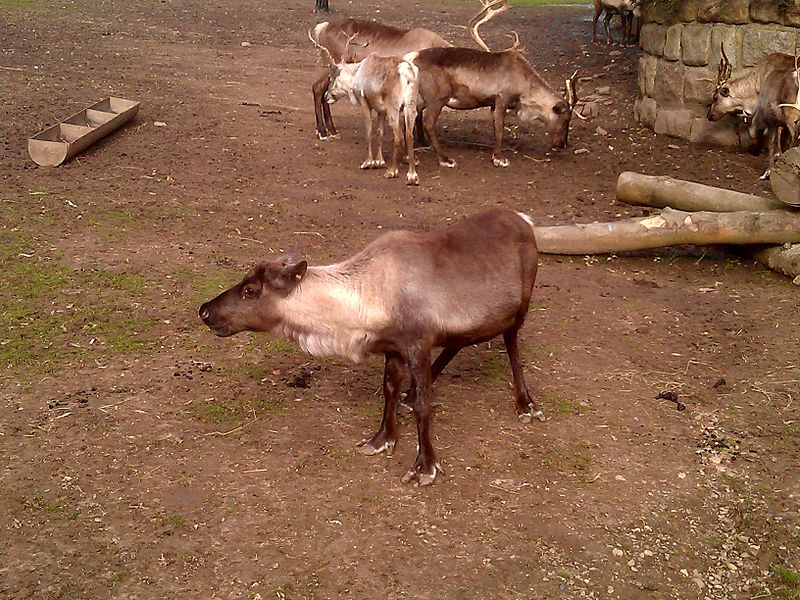 File:Blackpool Zoo, Reindeer.jpg