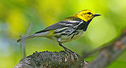 Thumbnail for Black-throated green warbler