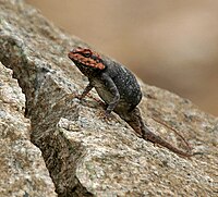 Blanford's Rock Agama Psammophilus blanfordanus in Hyderabad, AP W IMG 8018