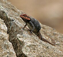 Blanford's Rock Agama Psammophilus blanfordanus in Hyderabad, AP W IMG 8018.jpg