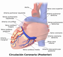 hierba balsa Sorprendido Circulación coronaria - Wikipedia, la enciclopedia libre