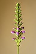 Physostegia virginiana (the obedient plant) - immature inflorescence.