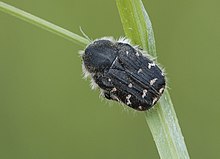 Blossom feeder - Tropinota hirta.jpg