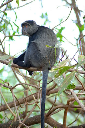C. mitis no Parque Nacional Lago Manyara, Tanzânia.