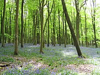 Bluebells in Savernake Forest