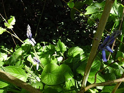 Atlantisches Hasenglöckchen (Hyacinthoides non-scripta)