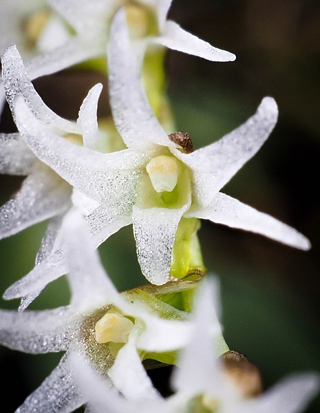 File:Bolusiella maudiae (flower, detail).jpg