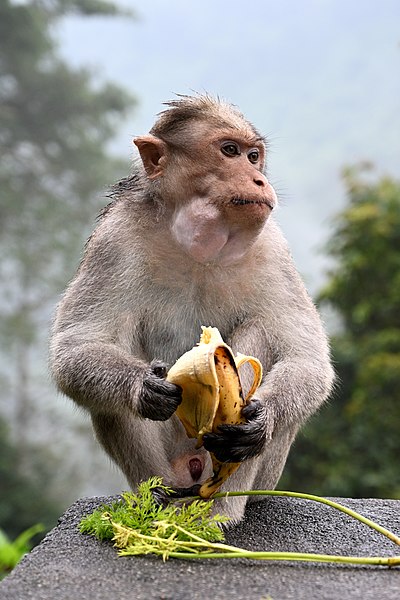 File:Bonnet Macaque Eating Banana.jpg