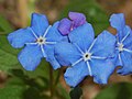 Omphalodes verna