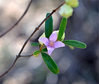 <i>Boronia duiganiae</i> species of plant