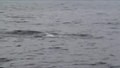 File:Boston Whale Watch Aug 2009.ogv