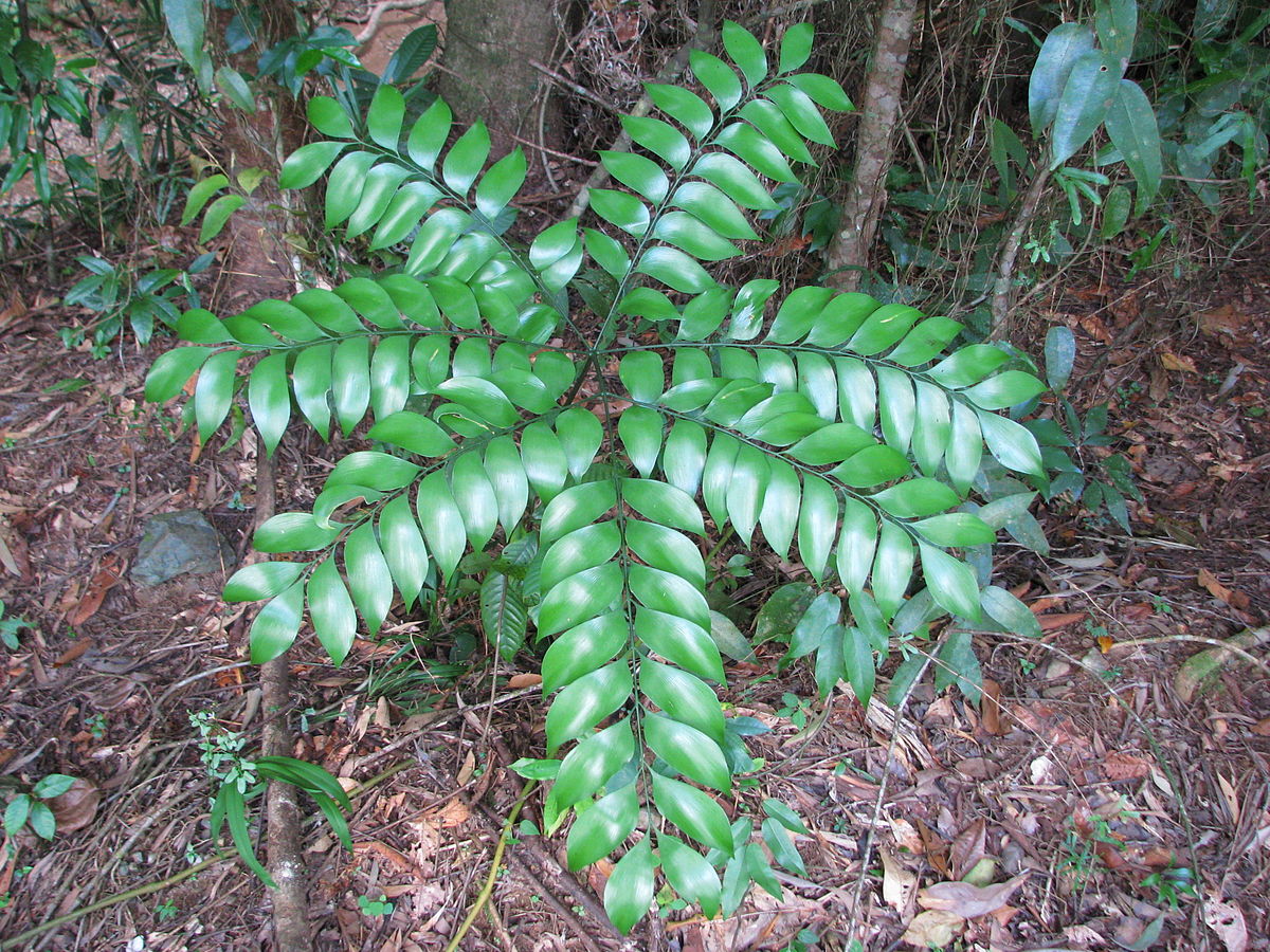 ボウェニアスペクタビリス Bowenia spectabilis - 植物/観葉植物