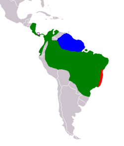 Distribución de Bradypus: B. pygmaeus, B. torquatus, B. tridactylus y B. variegatus.