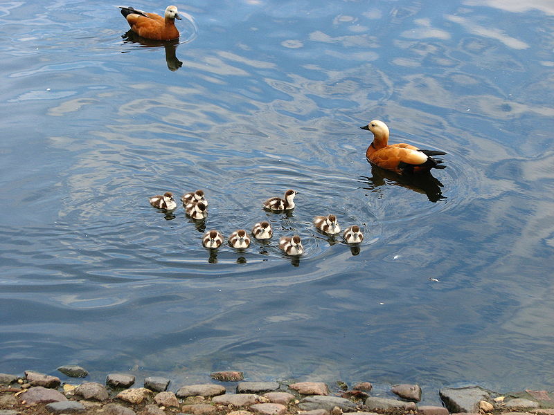 File:Brahminy Duck 01.JPG