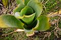 Brocchinia reducta ??? (noch unten in der Gran Sabana)